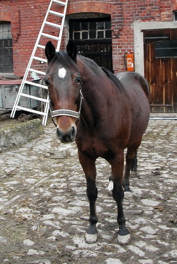puyk2.jpg